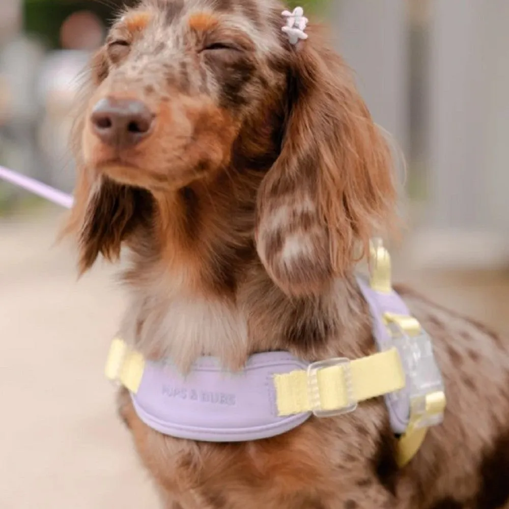 Jelly Harness