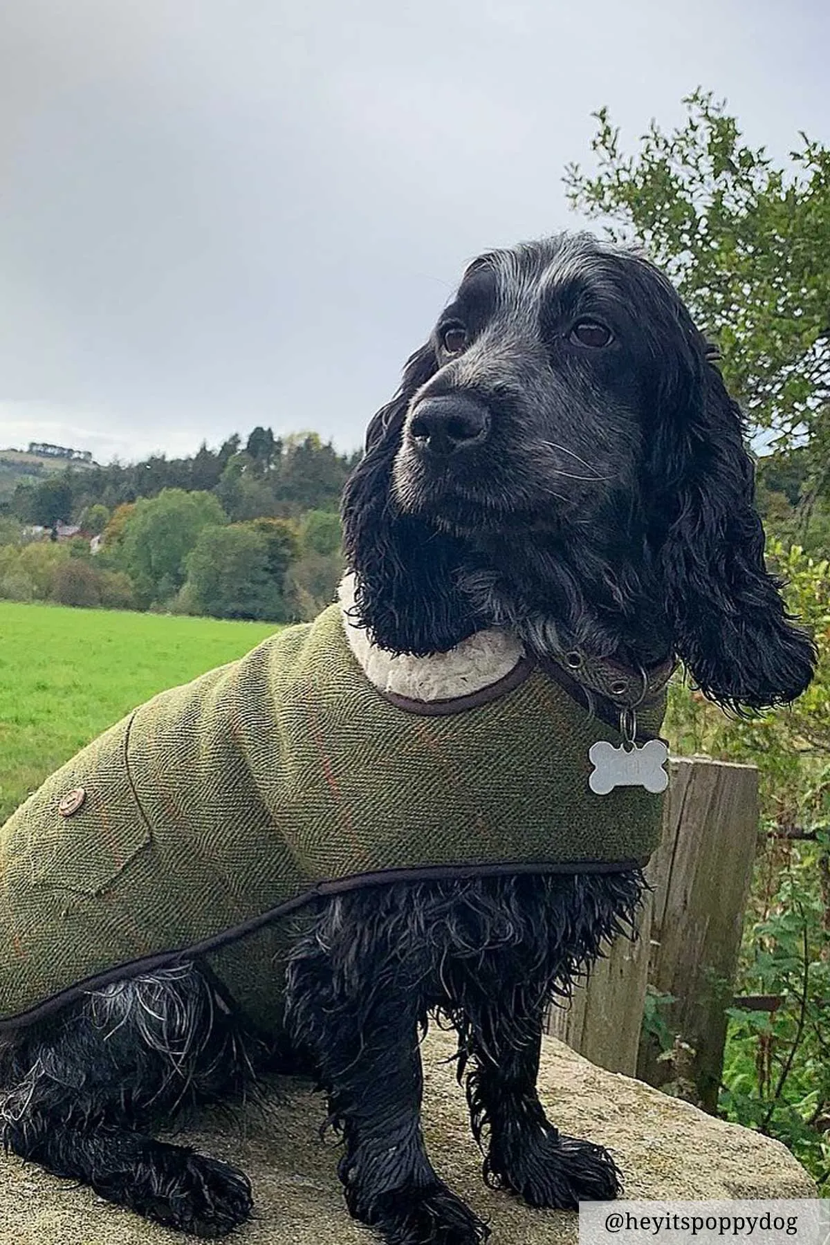 Tweed Dog Coat